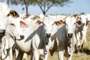Sintap Informa - Mato Grosso continua na liderança com maior rebanho de bovinos do país