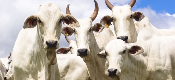 Servidores do Indea participam de operação que resultou na recuperação de cabeças de gado furtadas em Barra do Garças