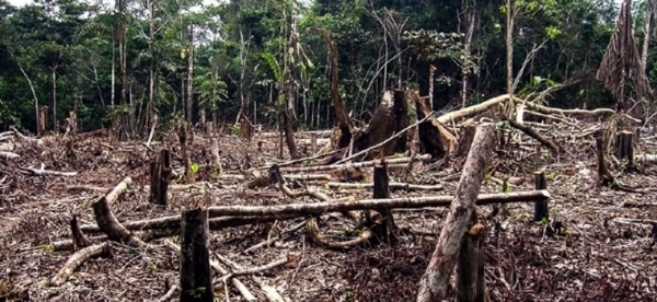 Precarização da fiscalização do INDEA na atividade florestal contribui para o aumento de desmatamento em 2020; Sintap reforça importância de um trabalho eficiente e abrangente