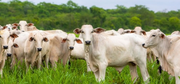 Governo de MT pode sancionar lei que prejudica economia brasileira afetando a exportação da carne