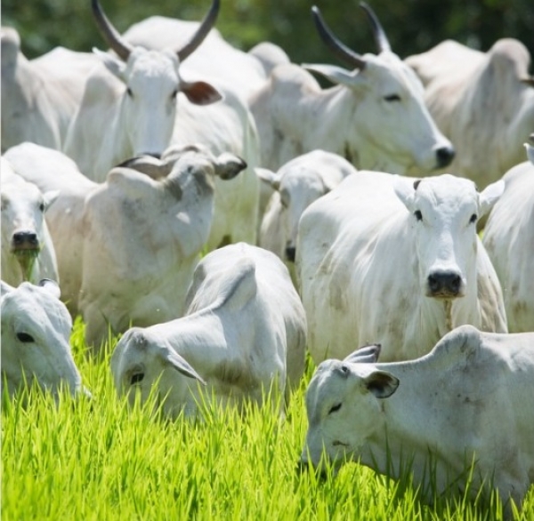 Sintap/MT reforça divulgação aos produtores rurais de MT que tem até 31 de maio para atualizar o estoque de rebanho bovino