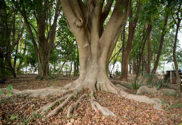 Dia do Meio Ambiente – 05 de junho