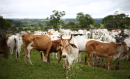 Sintap/MT Informa: Mato Grosso está entre os aprovados para zoneamento agrícola para pecuária do Mapa