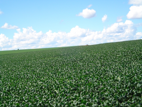 SINTAP/MT Informa - Zoneamento agrícola de risco climático para a soja é atualizado em Mato Grosso