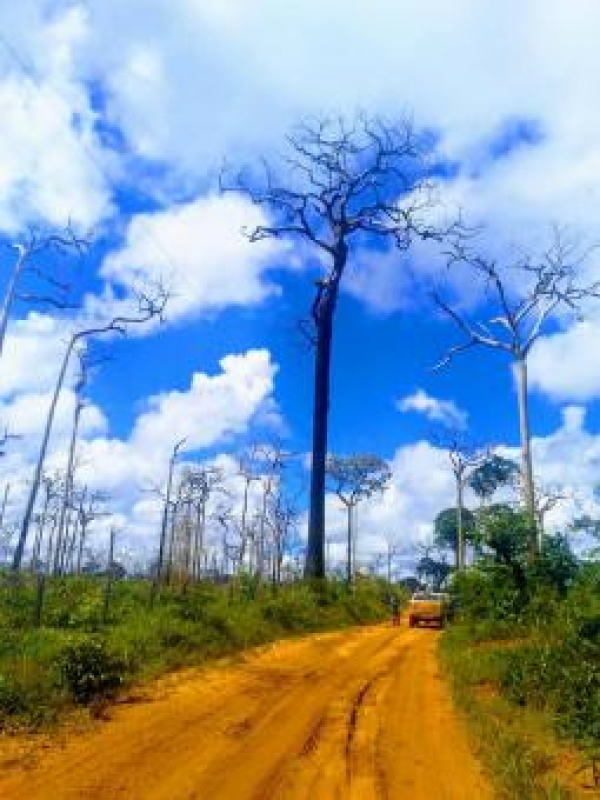 CRIME AMBIENTAL: na maior apreensão de Castanheira Sintap/MT destaca trabalho de agentes do INDEA