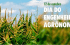 Sintap-MT valoriza engenheiros agrônomos que contribuem para o desenvolvimento de Mato Grosso