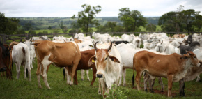 Sintap/MT Informa: Mato Grosso está entre os aprovados para zoneamento agrícola para pecuária do Mapa
